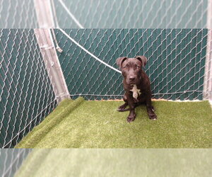 Mutt Dogs for adoption in Downey, CA, USA