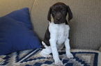 Small Photo #17 German Shorthaired Pointer Puppy For Sale in BLAINSPORT, PA, USA