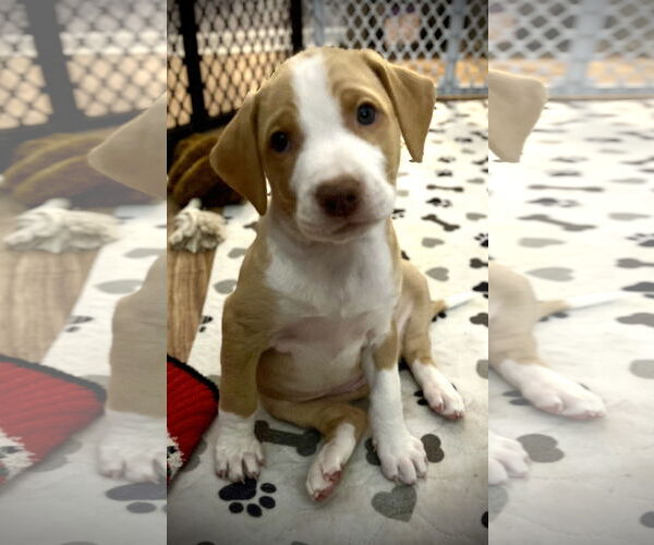 Medium Photo #4 Labrador Retriever-Unknown Mix Puppy For Sale in Plainfield, IL, USA