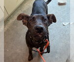 Small Plott Hound