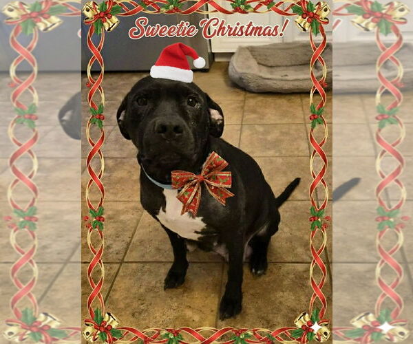 Medium Photo #1 American Pit Bull Terrier-Unknown Mix Puppy For Sale in Holly Springs, NC, USA