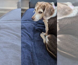 Rosette - Female Beagle-Unknown Mix Dog for Adoption - Photo #3
