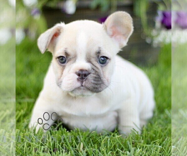 Medium Photo #3 French Bulldog Puppy For Sale in RONKS, PA, USA