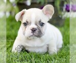 Small #2 French Bulldog