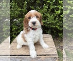 Small #3 Goldendoodle (Miniature)