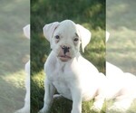 Small #3 Boxer