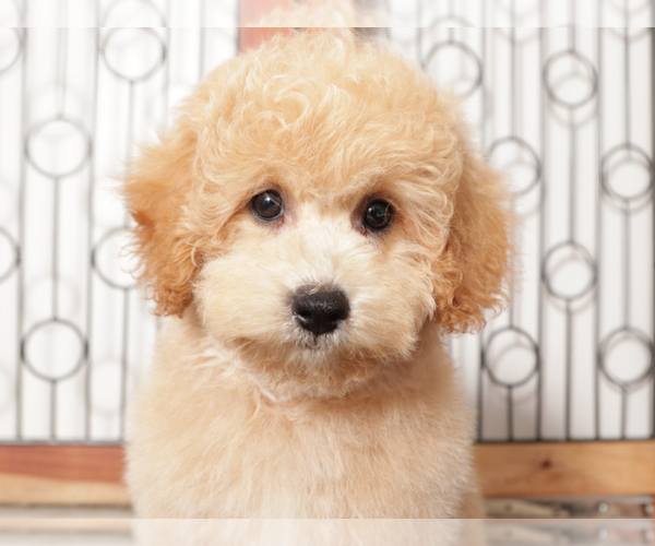 Medium Photo #2 Poochon Puppy For Sale in NAPLES, FL, USA