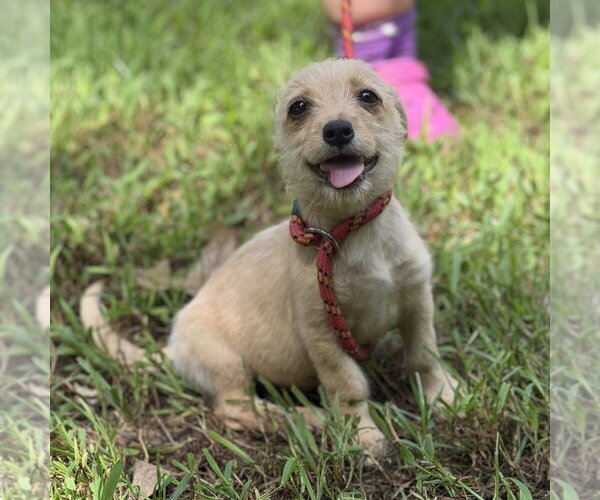 Medium Photo #2 Chihuahua Puppy For Sale in Yardley, PA, USA