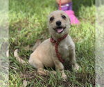 Small #1 Chihuahua