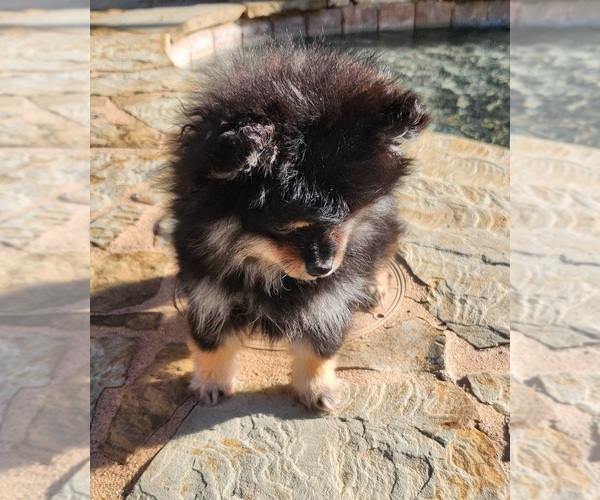 Medium Photo #3 Pomeranian Puppy For Sale in HARKER HEIGHTS, TX, USA