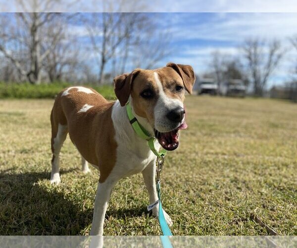 Medium Photo #4 Mutt Puppy For Sale in San Leon, TX, USA