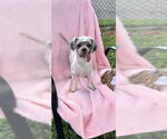 Small Shih Tzu
