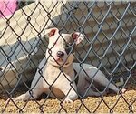 Small Photo #2 American Staffordshire Terrier-Unknown Mix Puppy For Sale in St. Ann, MO, USA
