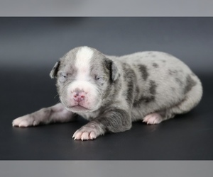 American Bully Puppy for Sale in CHAMPAIGN, Illinois USA