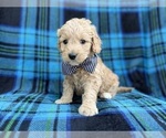Small #2 Goldendoodle