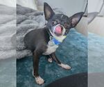 Small #3 Chihuahua