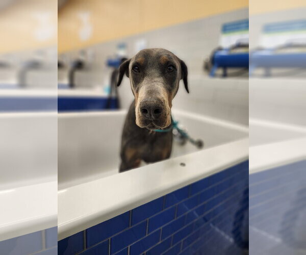 Medium Photo #3 Doberman Pinscher Puppy For Sale in Minneaoplis, MN, USA