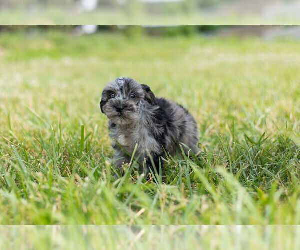 Medium Photo #12 Schnauzer (Miniature) Puppy For Sale in WARSAW, IN, USA