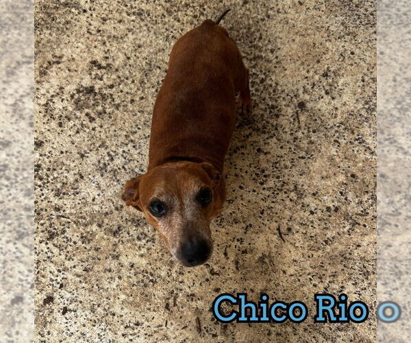 Medium Photo #11 Dachshund Puppy For Sale in San Antonio, TX, USA