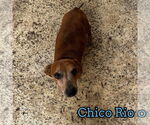 Small #10 Dachshund