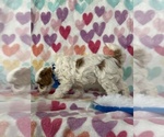 Small #3 Cavapoo