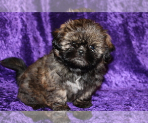 Shih Tzu Puppy for sale in BLOOMINGTON, IN, USA