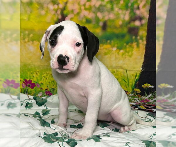 Medium Photo #2 American Pit Bull Terrier-Unknown Mix Puppy For Sale in Wetumpka, AL, USA