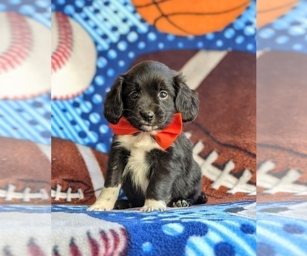 Medium Photo #1 Cocker Spaniel-Unknown Mix Puppy For Sale in CHRISTIANA, PA, USA