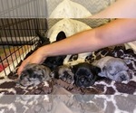 Small Photo #75 French Bulldog Puppy For Sale in CERES, CA, USA