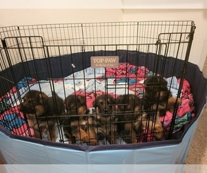 German Shepherd Dog Litter for sale in INGLEWOOD, CA, USA