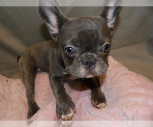 French Bulldog Dog for Adoption in PATERSON, New Jersey USA