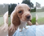 Small Photo #23 Basset Hound Puppy For Sale in PETERSBURG, IN, USA