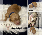 Small Photo #1 Goldendoodle Puppy For Sale in GUTHRIE, OK, USA