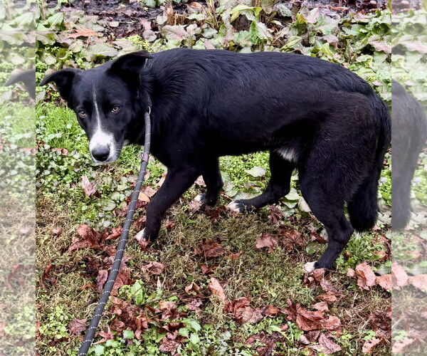 Medium Photo #1 Mutt Puppy For Sale in Sparta, TN, USA