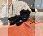 Small Photo #8 YorkiePoo Puppy For Sale in LAWRENCE, MI, USA