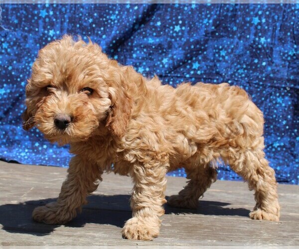 Medium Photo #7 Goldendoodle (Miniature) Puppy For Sale in BLOOMINGTON, IN, USA
