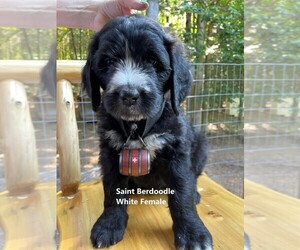 Saint Berdoodle Puppy for sale in GLENFIELD, NY, USA