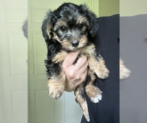 YorkiePoo Puppy for sale in MURFREESBORO, TN, USA