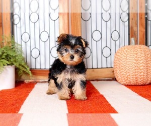 Yorkshire Terrier Puppy for sale in NAPLES, FL, USA