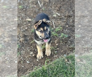 German Shepherd Dog Puppy for sale in LANCASTER, PA, USA