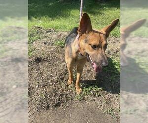 German Shepherd Dog Dogs for adoption in Houston, TX, USA