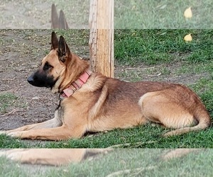Father of the German Shepherd Dog-Malinois Mix puppies born on 07/16/2022