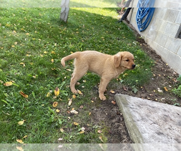 Medium Photo #4 Golden Retriever Puppy For Sale in BOYCEVILLE, WI, USA