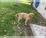 Small Photo #4 Golden Retriever Puppy For Sale in BOYCEVILLE, WI, USA