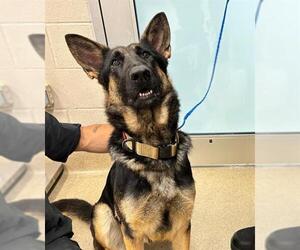 German Shepherd Dog-Unknown Mix Dogs for adoption in Grand Prairie, TX, USA