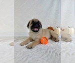 Small #3 Pug