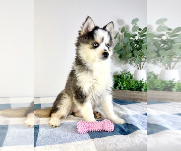 Medium Photo #4 Pomsky Puppy For Sale in GREENFIELD, IN, USA
