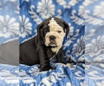 Small Photo #12 Olde English Bulldogge Puppy For Sale in OXFORD, PA, USA