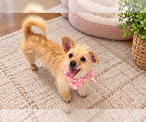 Connie - Female Cairn Terrier-Unknown Mix Dog for Adoption - Photo #2
