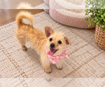 Small Photo #2 Cairn Terrier-Unknown Mix Puppy For Sale in Phoenix, AZ, USA